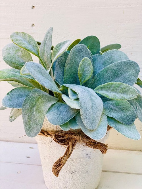 Best Plants that Can Be Used As Toilet Papers
