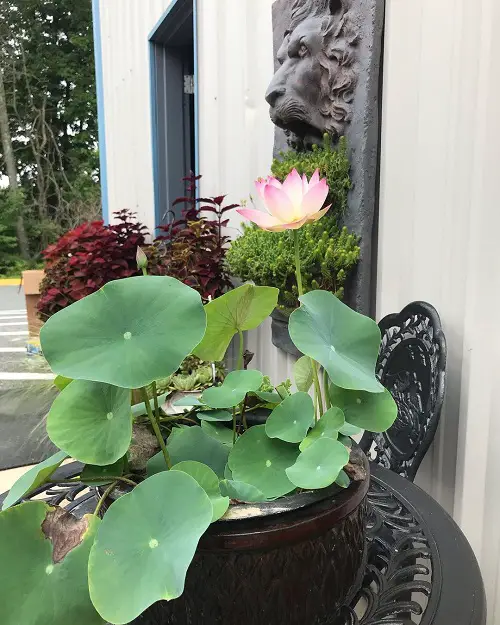 How to Grow Lotus