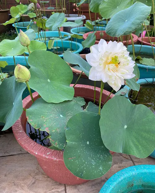 Lotus Care