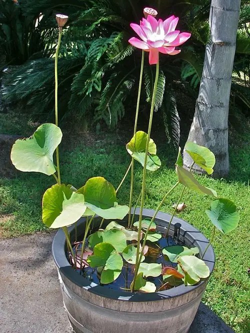 Can You Grow Lotus in a Container