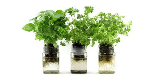 Brilliant Herbs in Glass Jar Ideas