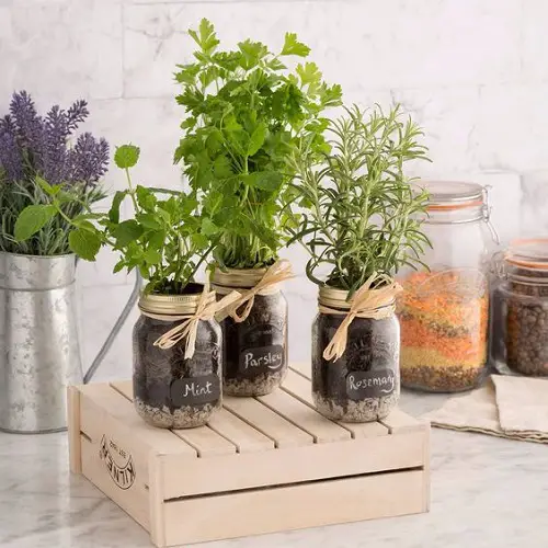 Mason Jar Herb Garden