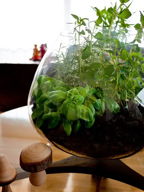Brilliant Herbs in Glass Jar Ideas 