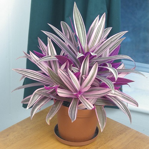 Best Purple Indoor Plants 12