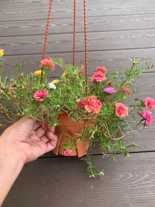 Moss Rose Hanging mini Baskets Ideas