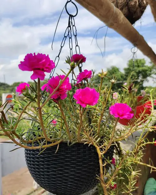 Amazing The Greatest Perennials to Trail for Hanging Baskets 