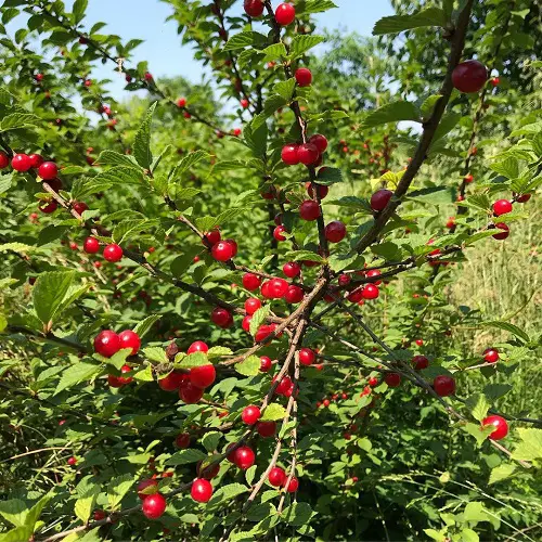 Lovely Red Berries on Shrubs and Bushes