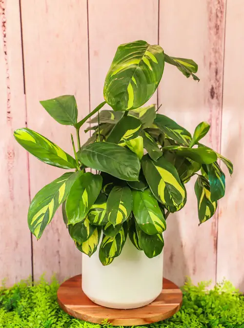 How to Grow Never Never Plant