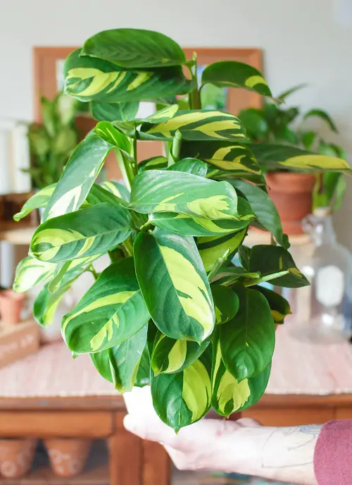 Never Never Plant Care