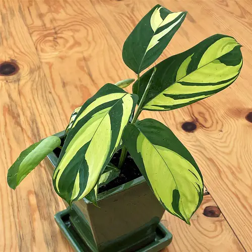 Never Never Plant Propagation