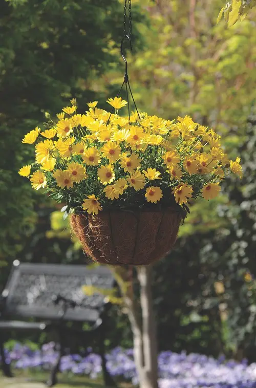Best Plants For Hanging Baskets 