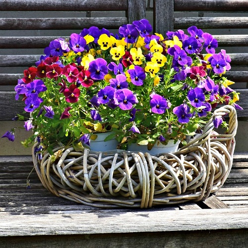 best Blooming Flowers for Late Autumn and Winter