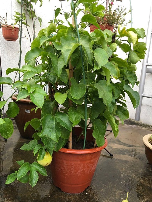 Fruits that Don't Grow on Trees vine