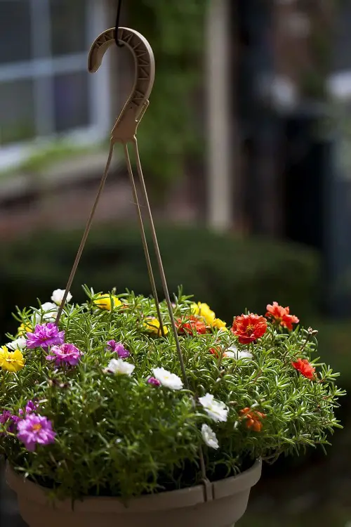 Moss Rose Hanging Baskets in garden