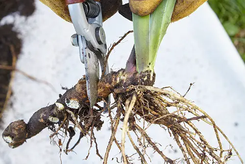 Propagating Hawaiian Shampoo Plant