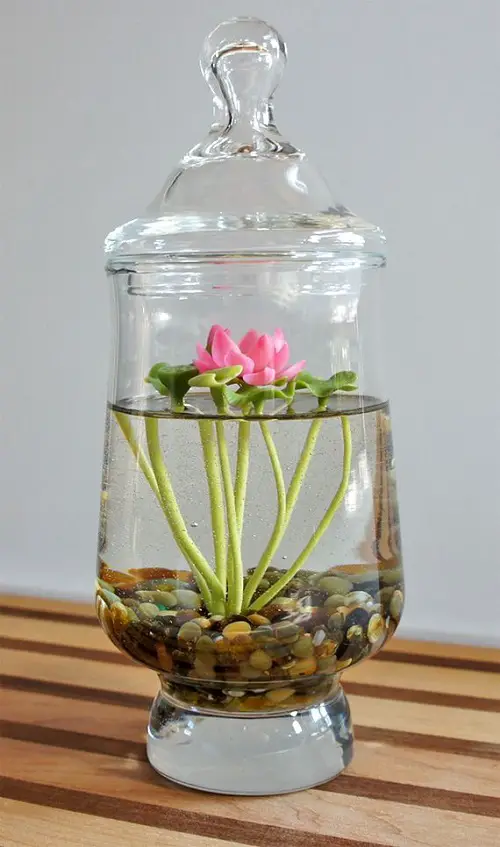 Water Lily indoor