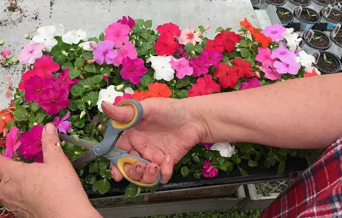 Growing Sunpatiens 10