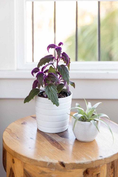 Best Purple Indoor Plants 10