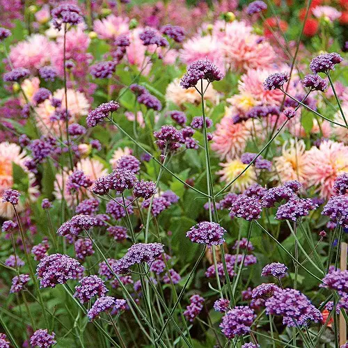 best Purple-Flowered Weeds