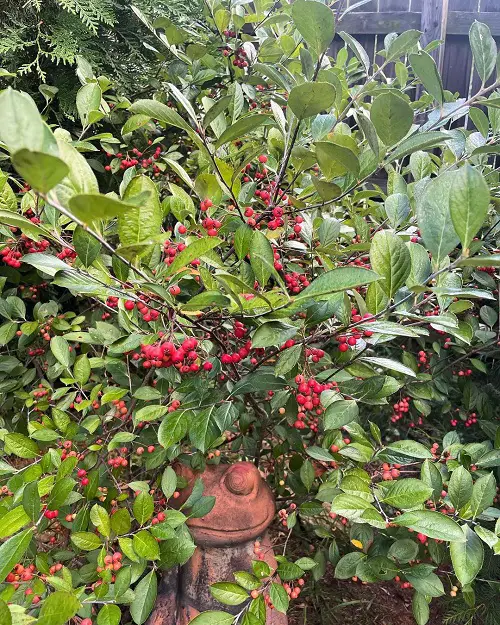 Gorgeous Red-Berried Shrubs and Bushes