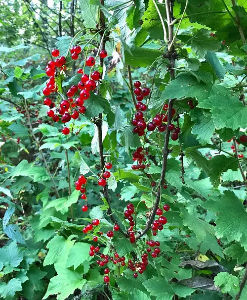 top Shrubs and Bushes with Red Berries