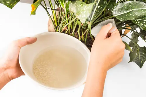 rice water Homemade Fertilizers for Indoor Plants in Water 16