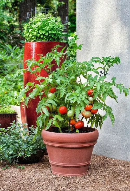 Tomatoes for make Sandwiches 