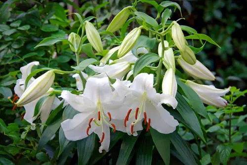 Best Types of Scented Lilies