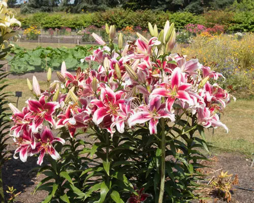 The majority of fragrant lilies 