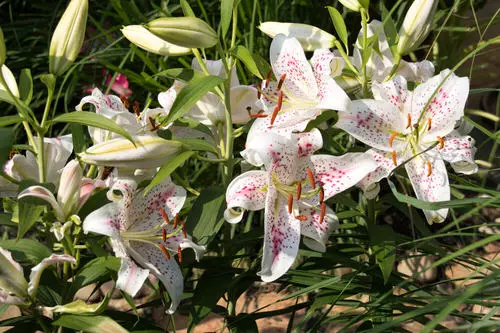 greatest fragranced lilies