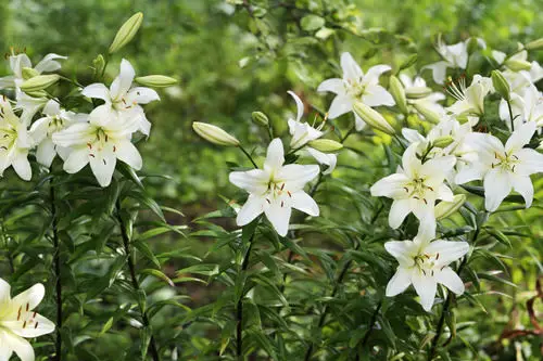 The majority of fragrant lilies to grow