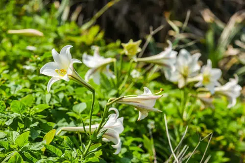 top best Most Fragrant Lilies
