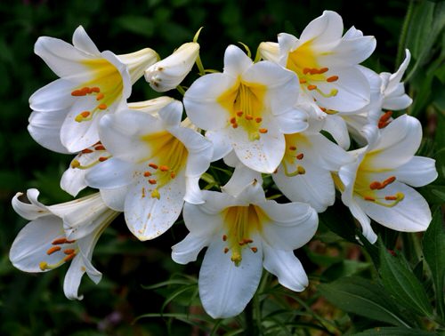 best majority of fragrant lilies 
