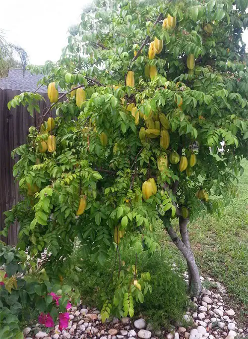 Star Fruit Tree Care