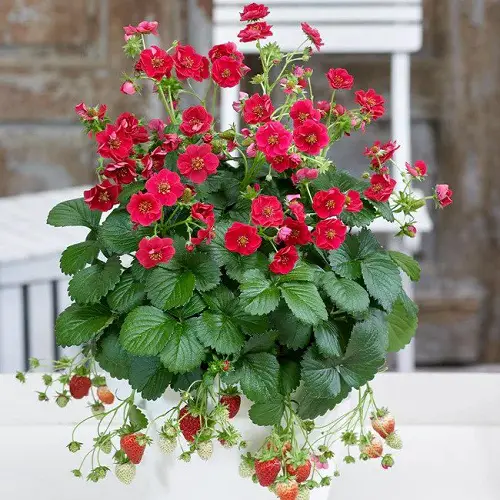 Plants for Baskets That Hang