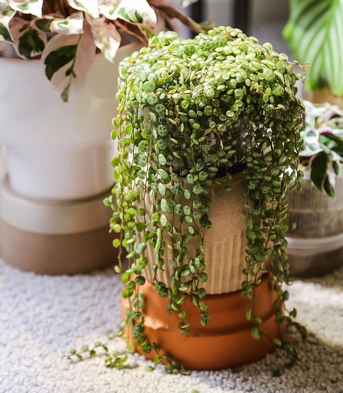 String of Turtle Plant Care