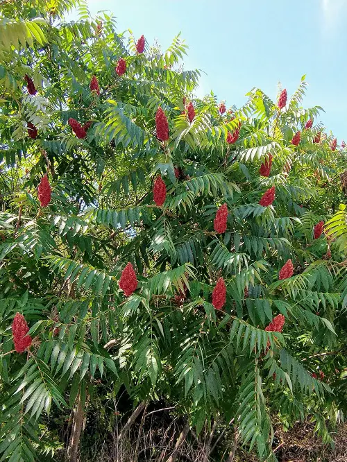 best Gorgeous Bushes and Shrubs with Red Berries