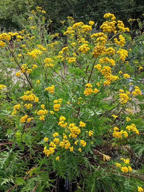 best Greatest Healing Plants and Their Advantages