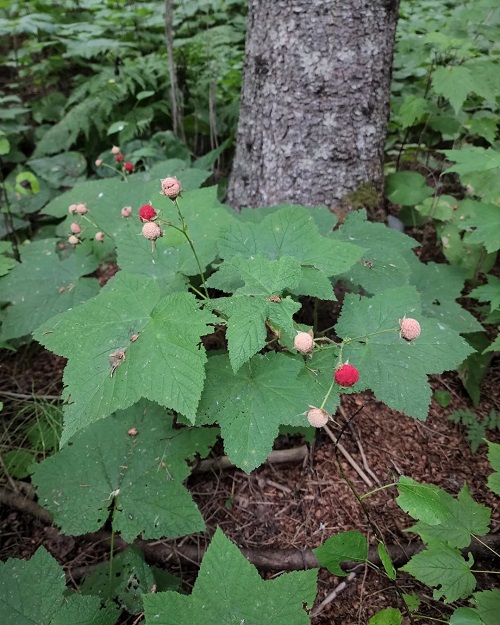 Plants that Can Be Used As Toilet Papers