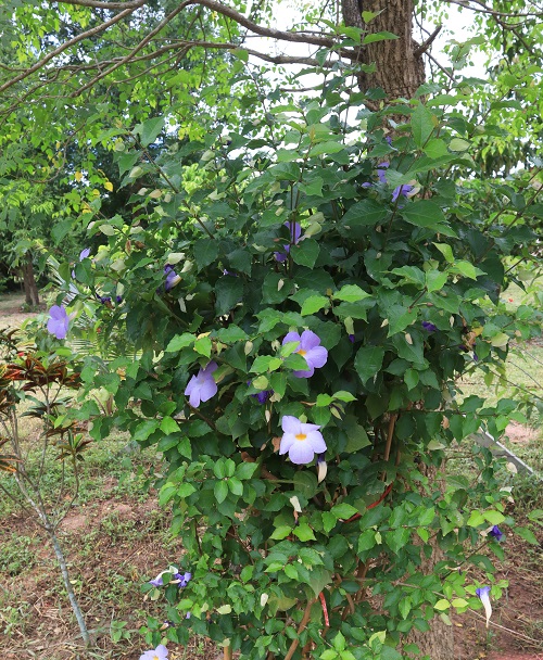 Thunbergia Erecta 2