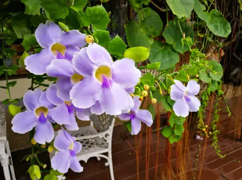 Most Beautiful Thunbergia Varieties for garden