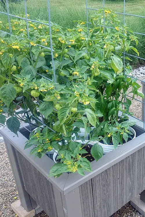 Best Nightshade Vegetables and Fruits to Grow in Pots and Garden