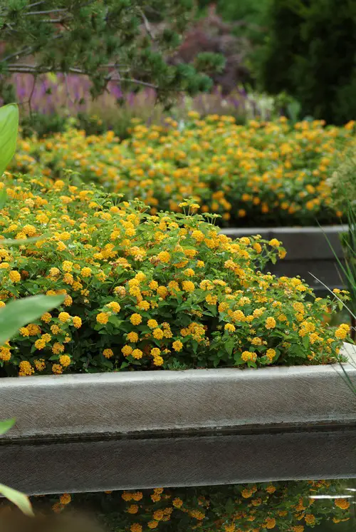 Vines with Yellow Flowers