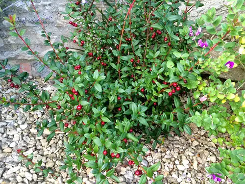 best Outstanding Red-Berried Shrubs and Bushes