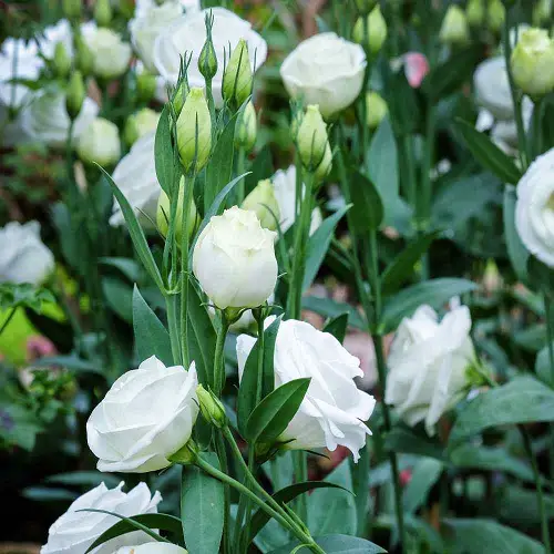 Stunning Lisianthus Varieties 2
