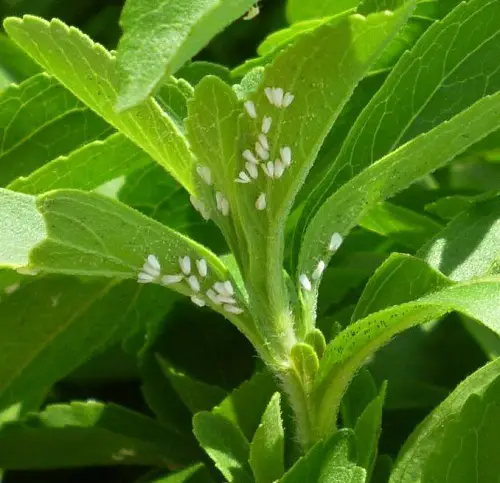 Tiny White Bugs on Plants that Look like Dust 1