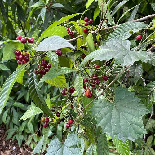 amazing Magnificent Bushes and Shrubs with Red Berries