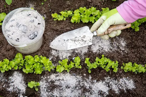 Use Wood Ash