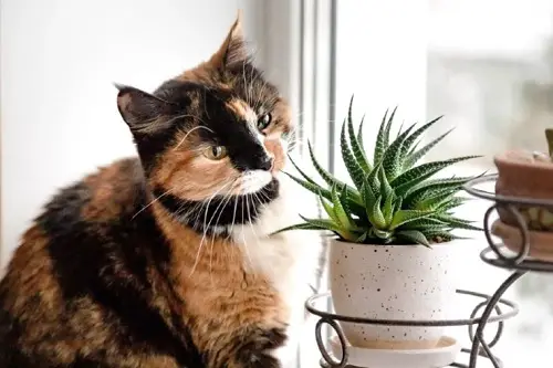 Plants in gardens that are cat-friendly indoor