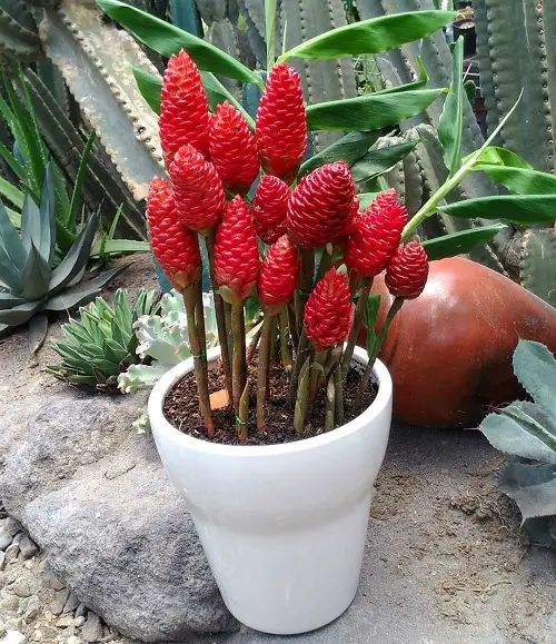 Shampoo Ginger Lily Plant Care and Growing Information